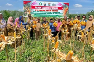Dukung Asta Cita, PT Cakra Alam Sejati Sukses Laksanakan Progam Ketahanan Pangan dan Lakukan Panen Raya Jagung Serentak Tahap II